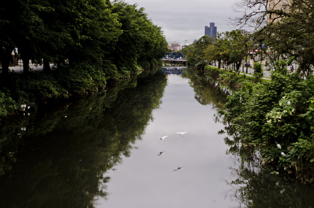Rio Cachoeira, em Joinville, visto a partir de uma ponte, com águas calmas refletindo árvores nas margens, aves voando sobre o rio e prédios da área urbana ao fundo, sob céu nublado.